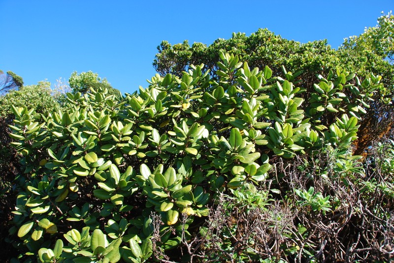Pilo 'Ula photo 2
