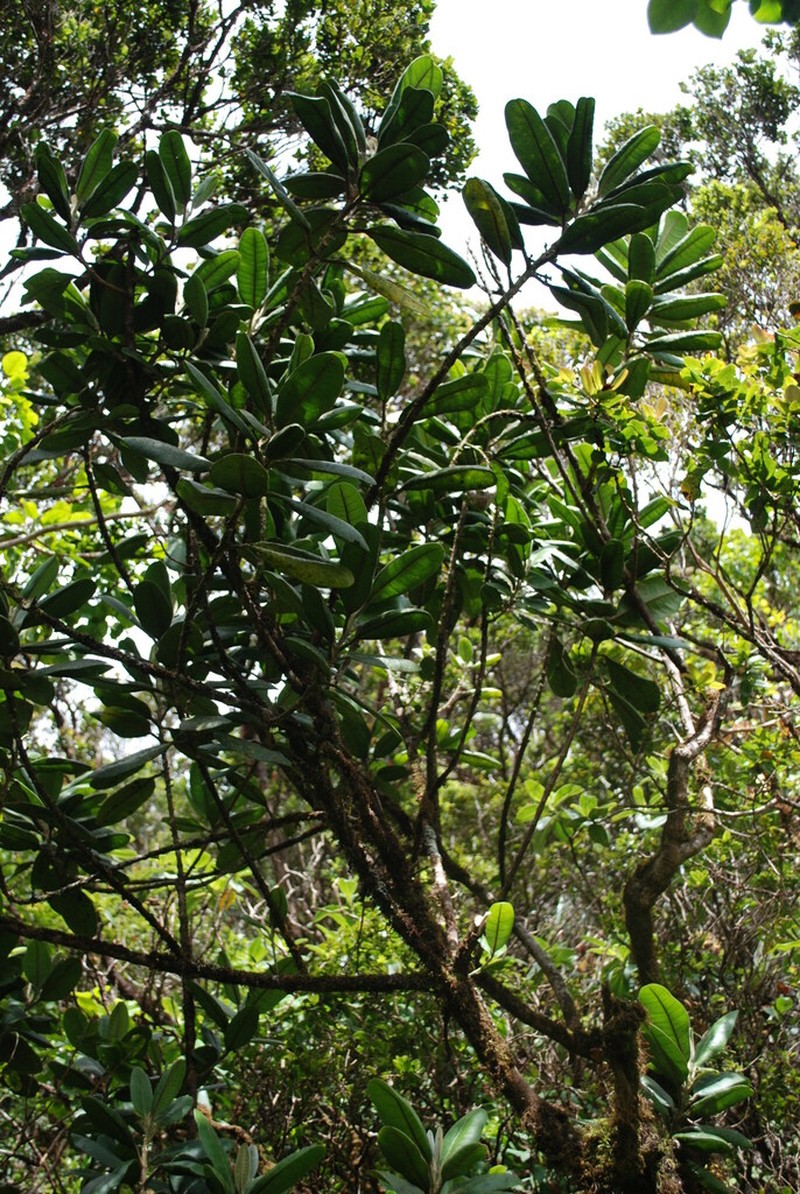 Pilo 'Ula photo 4