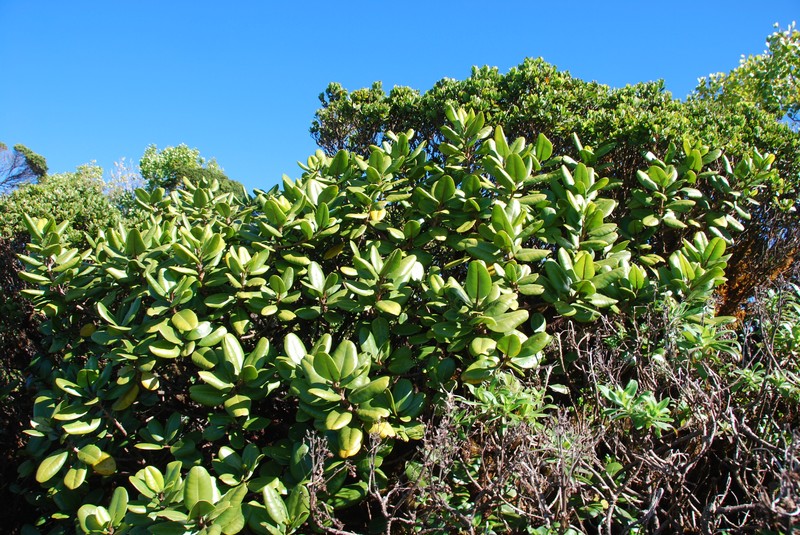 Pilo 'Ula photo 7