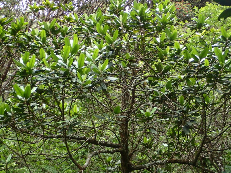 Kokee Stream Melicope photo 5