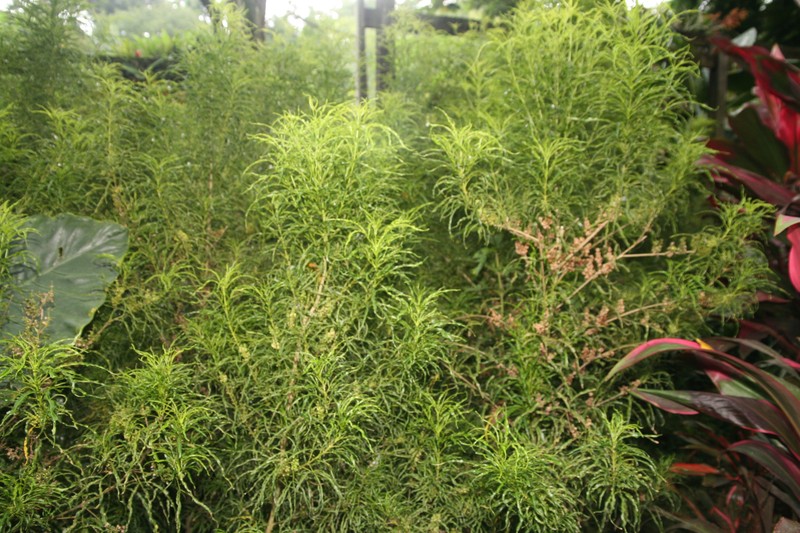 Denham's Melicope photo 5
