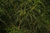 Denham's Melicope