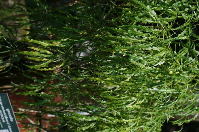 Denham's Melicope photo 6