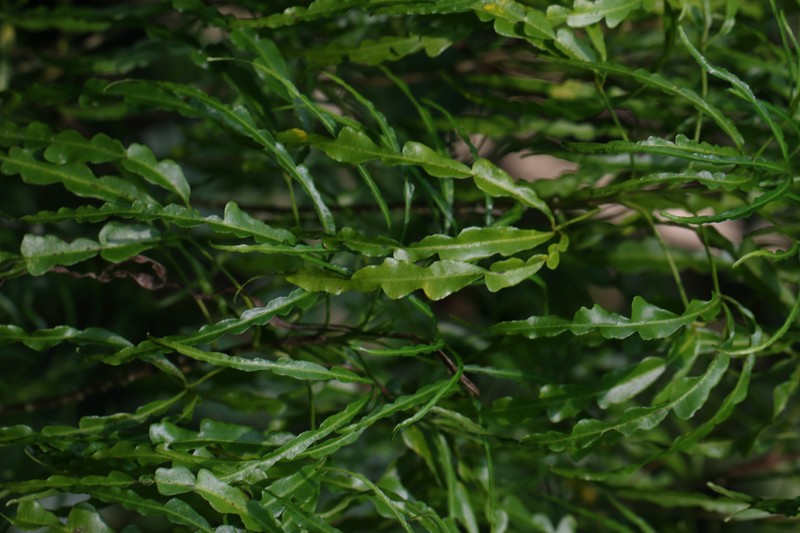 Denham's Melicope photo 7
