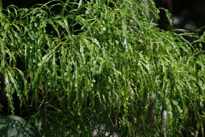 Denham's Melicope photo 2