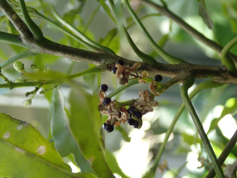 Denham's Melicope photo 3