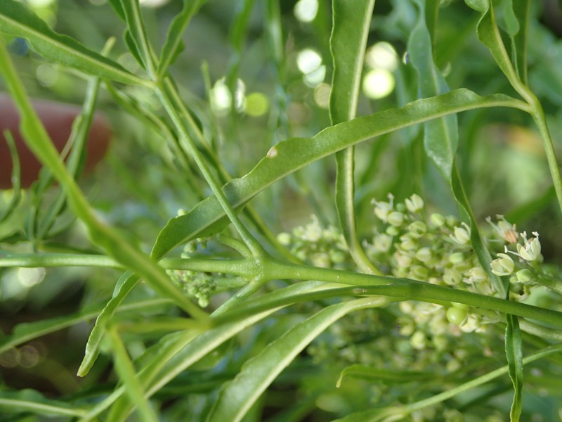 Denham's Melicope photo 4