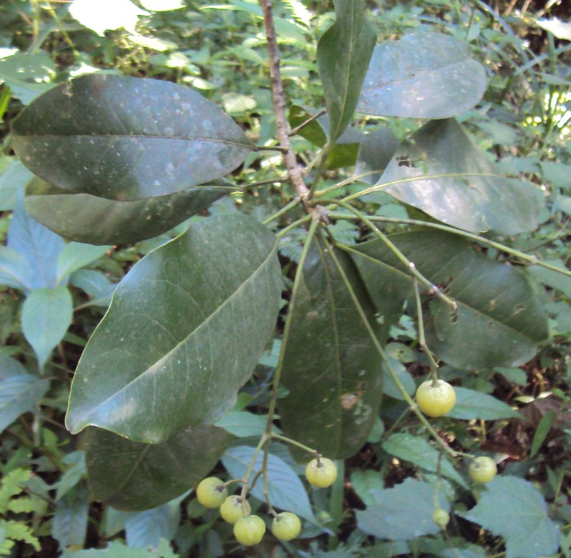 Leiohi'Iaka photo 2