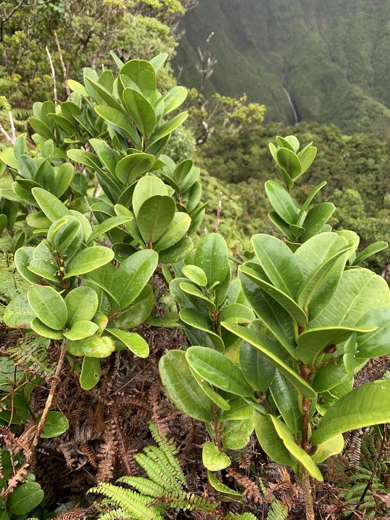 Hiiaka photo 3