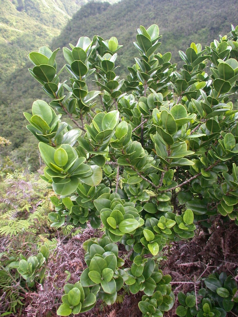 Hiiaka photo 6