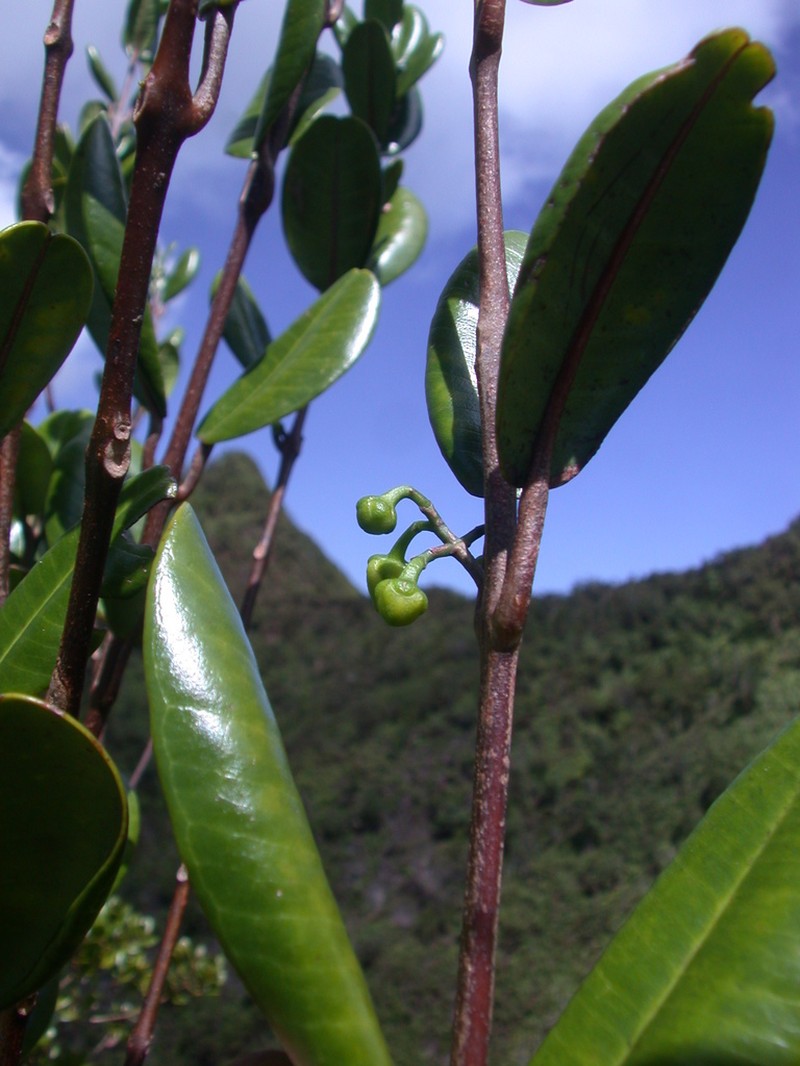 Hiiaka photo 7