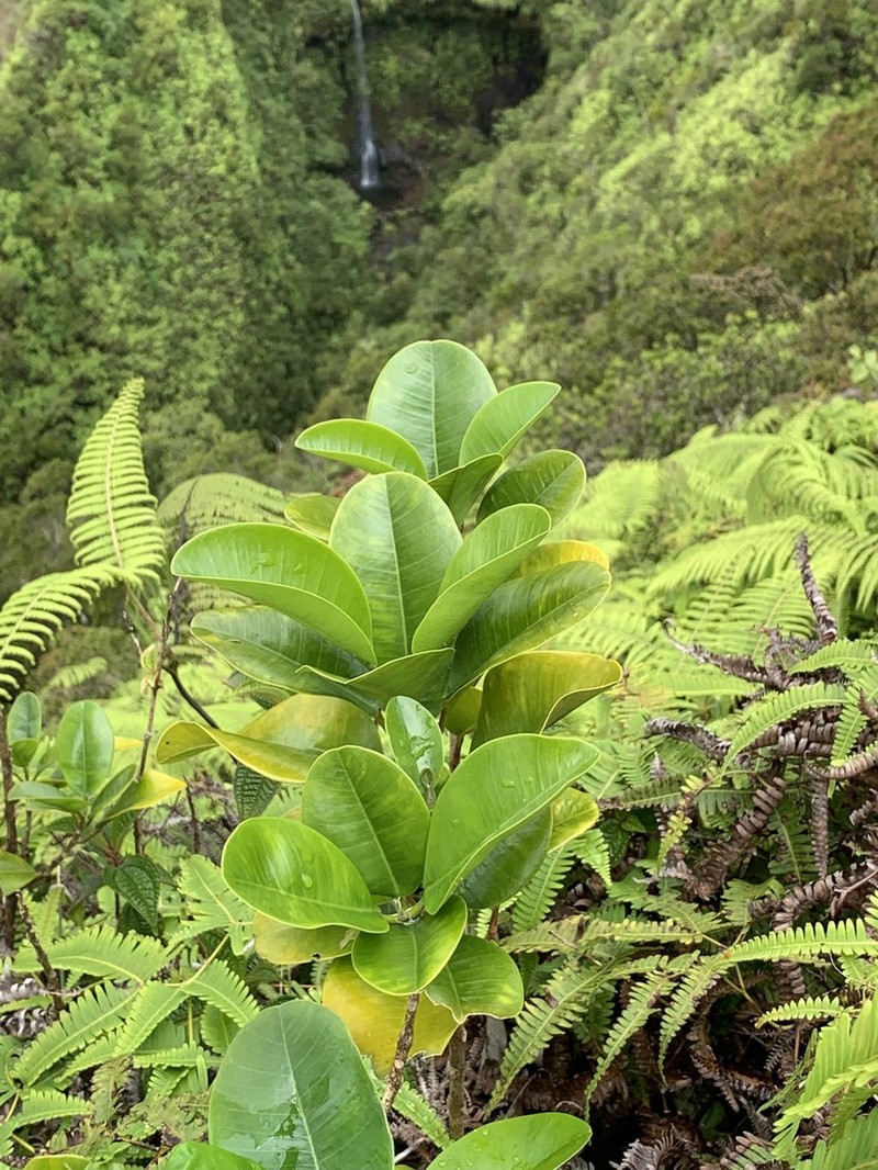 Hiiaka photo 8