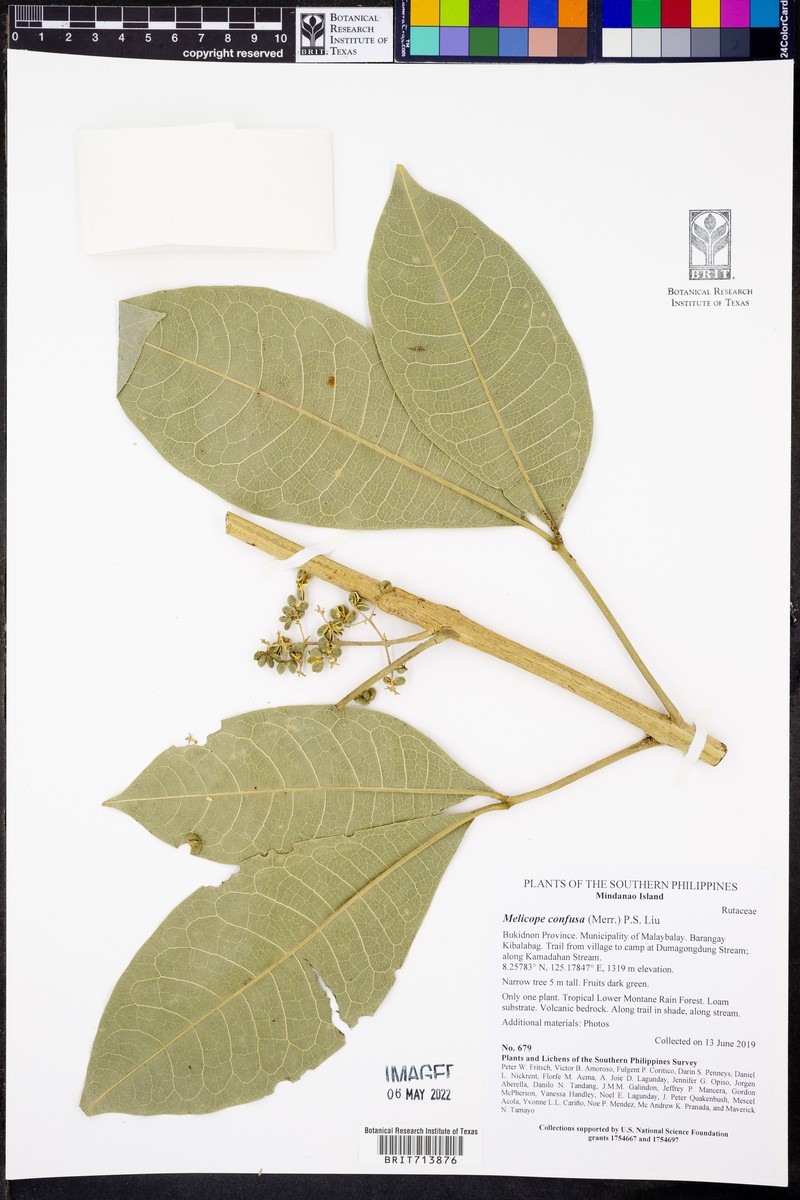 Melicope frutescens