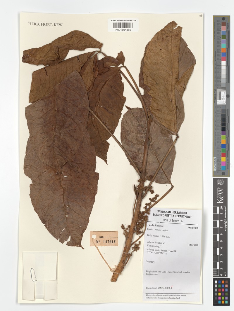 Melicope frutescens photo 2