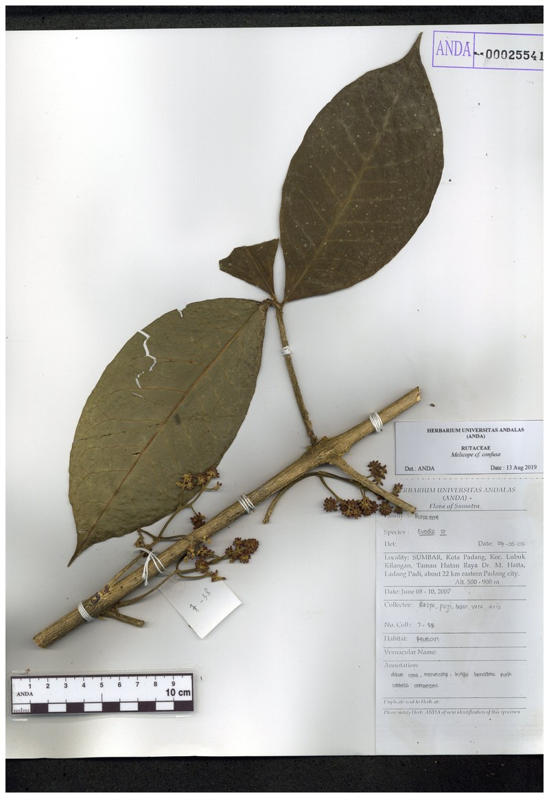 Melicope frutescens photo 3