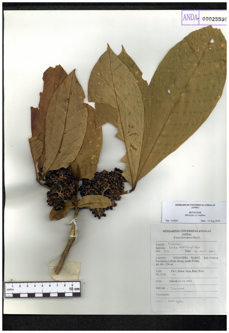 Melicope frutescens photo 4