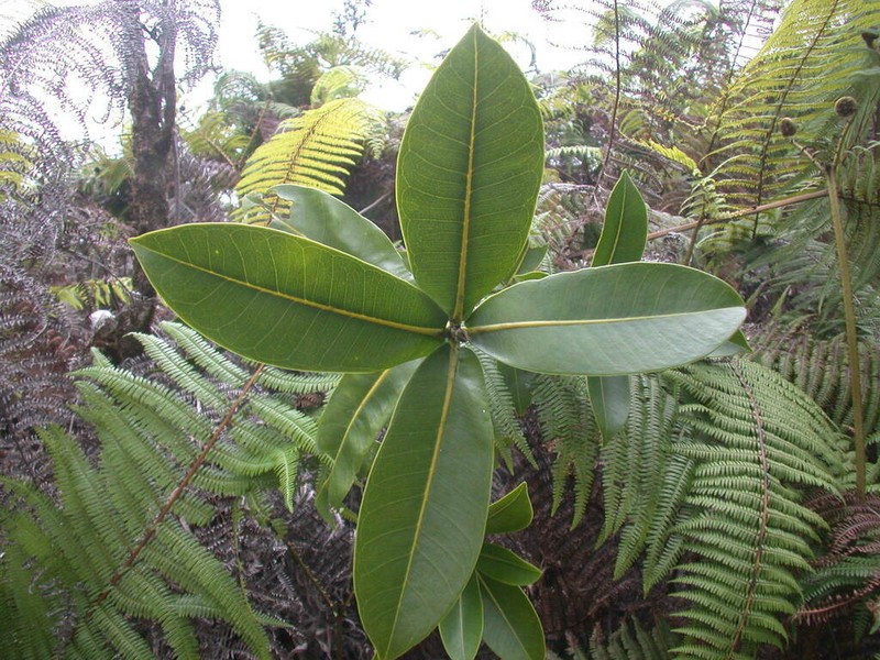Haleakala Melicope