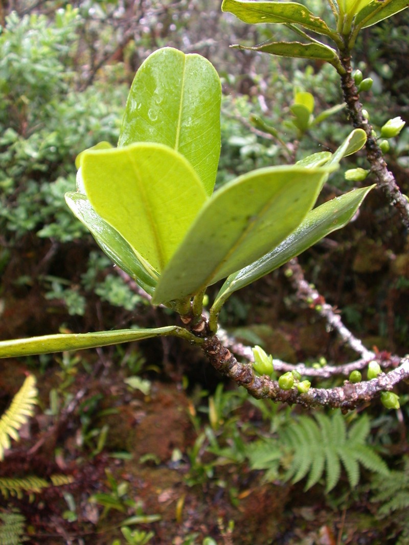 Haleakala Melicope photo 2