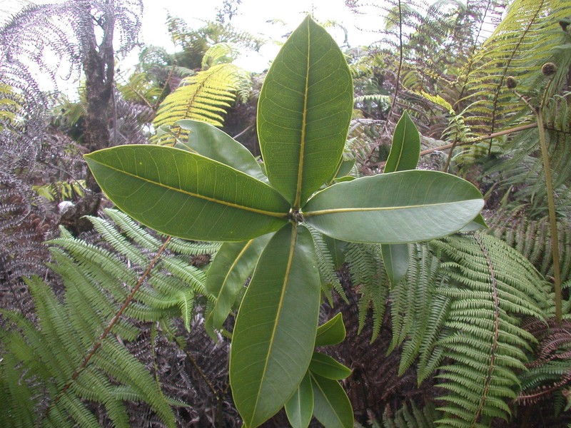 Haleakala Melicope photo 3