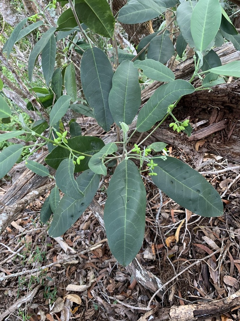 Haupa Mountain Melicope