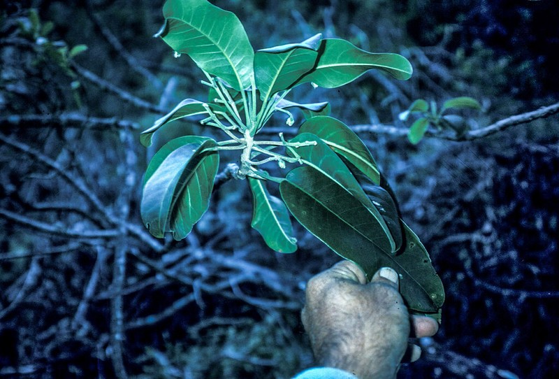 Haupa Mountain Melicope photo 4