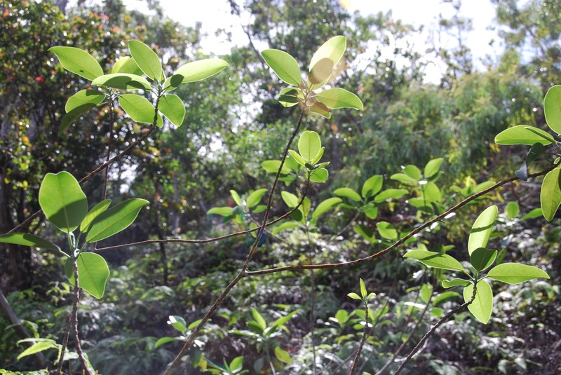 Haupa Mountain Melicope photo 7