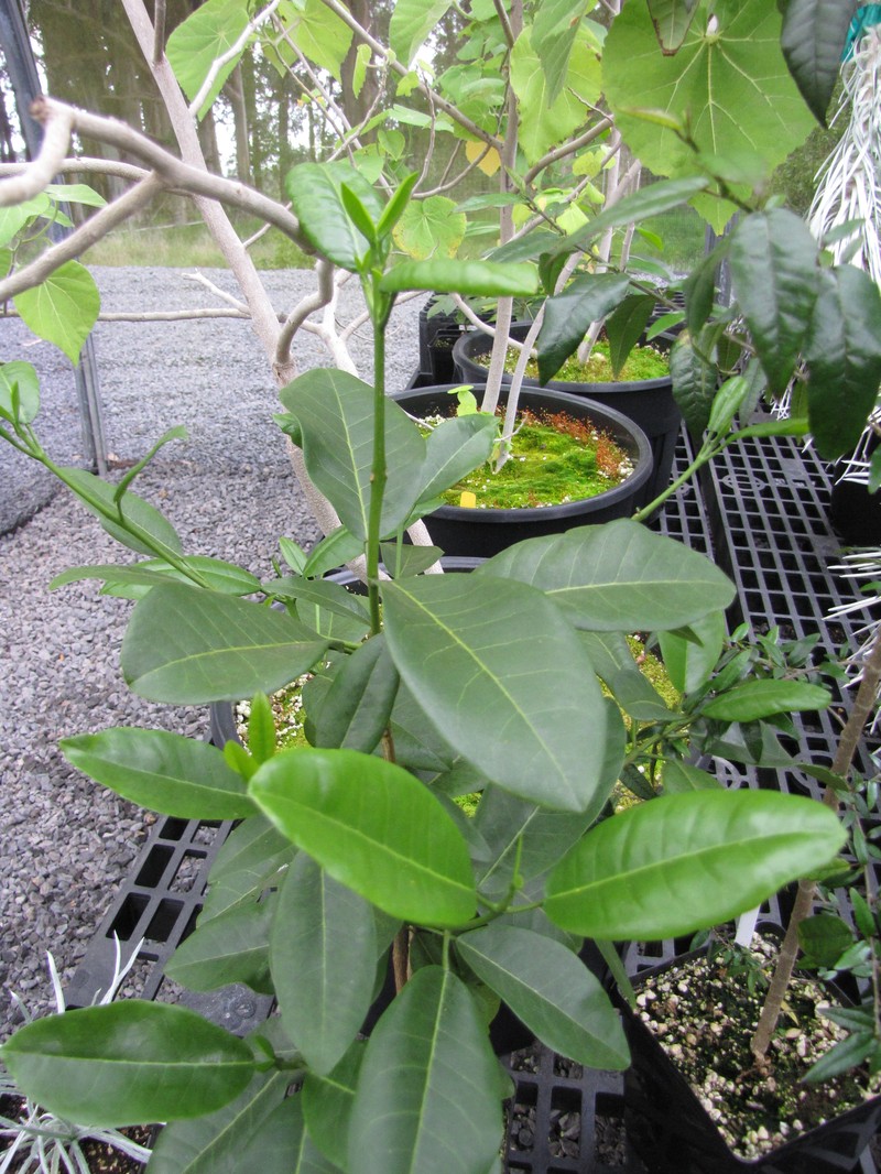 Mokihana Kukae Moa