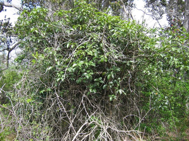 Mokihana Kukae Moa photo 3