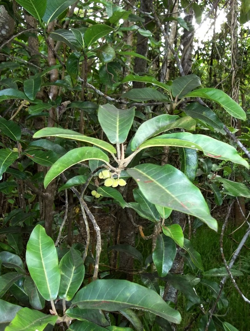 Mokihana Kukae Moa photo 5