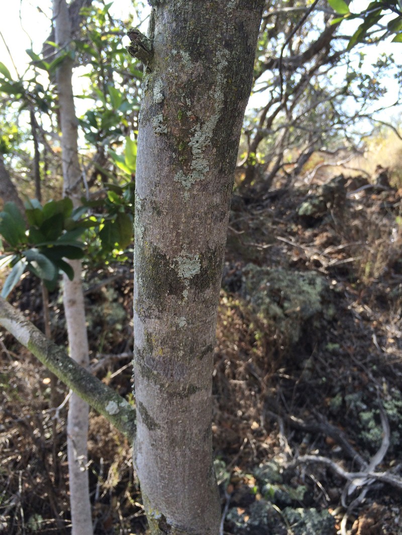 Mokihana Kukae Moa photo 6