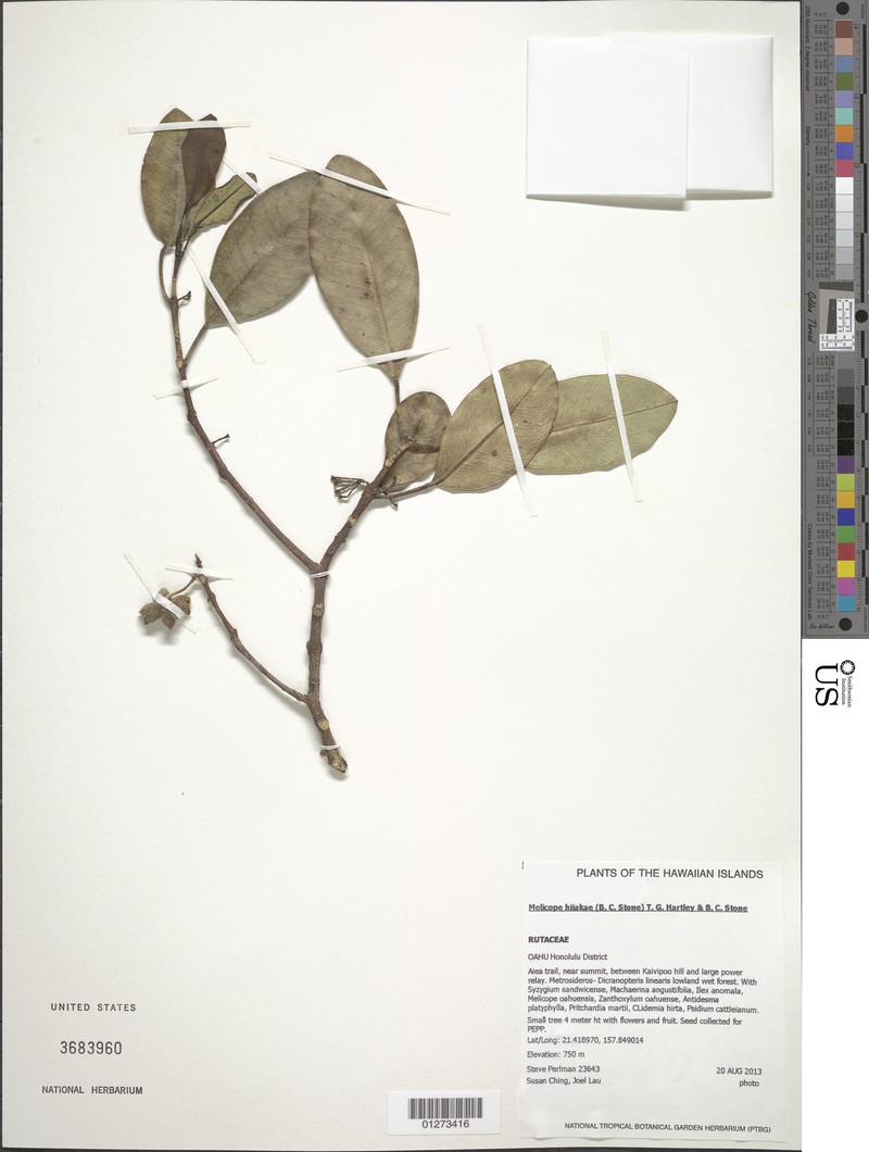 Koolau Range Melicope