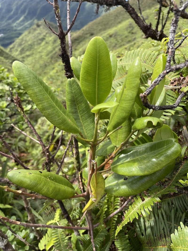 Honolulu Melicope photo 2