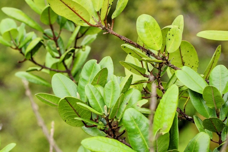 Honolulu Melicope photo 3