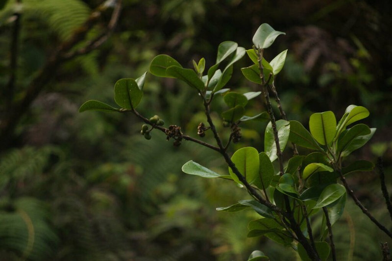 Honolulu Melicope photo 4