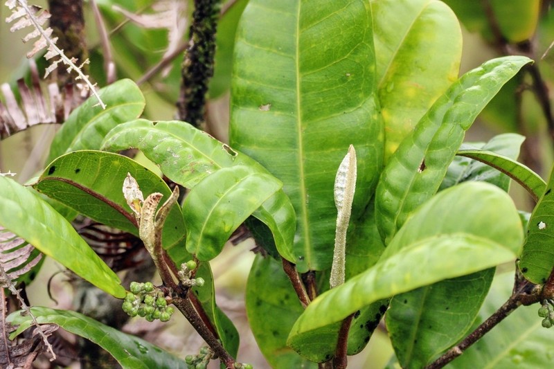 Honolulu Melicope photo 5