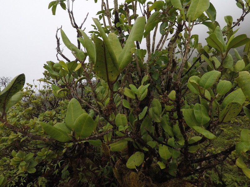Honolulu Melicope photo 6