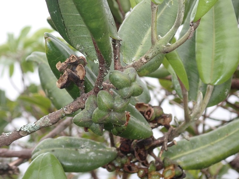 Honolulu Melicope photo 8