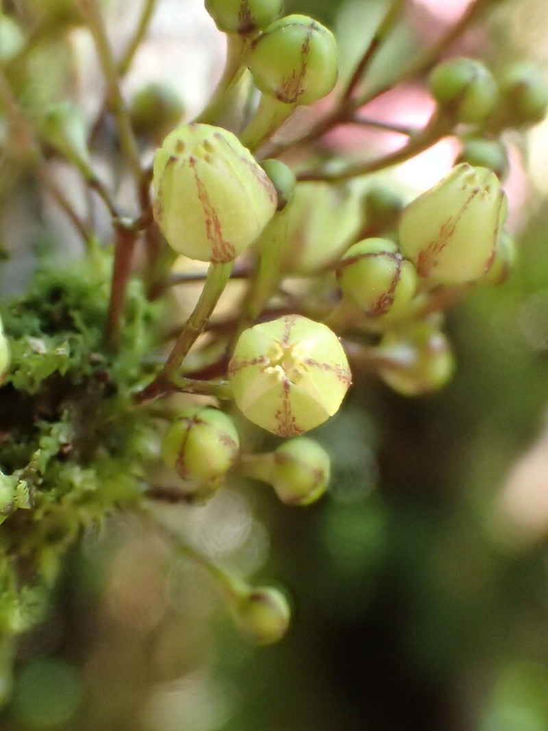 Melicope iolensis