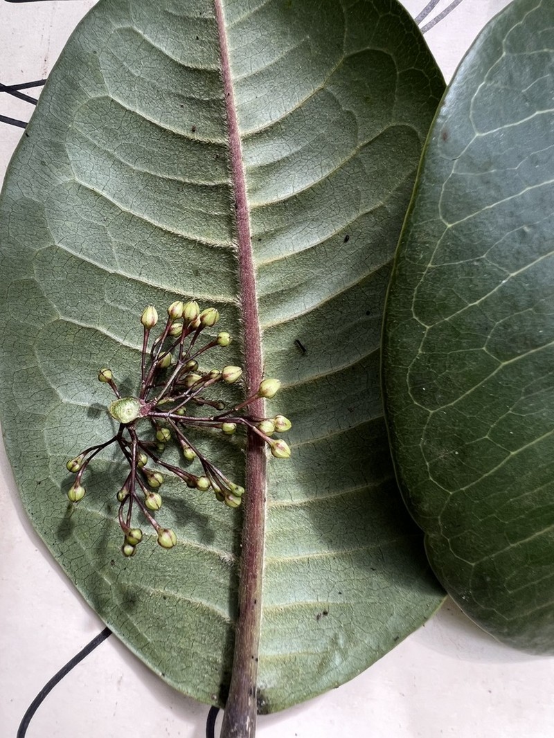 Melicope iolensis photo 2