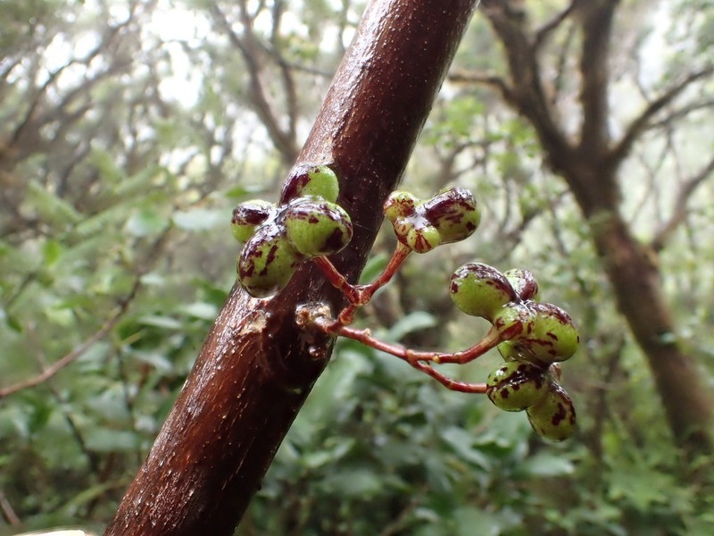 Melicope iolensis photo 3