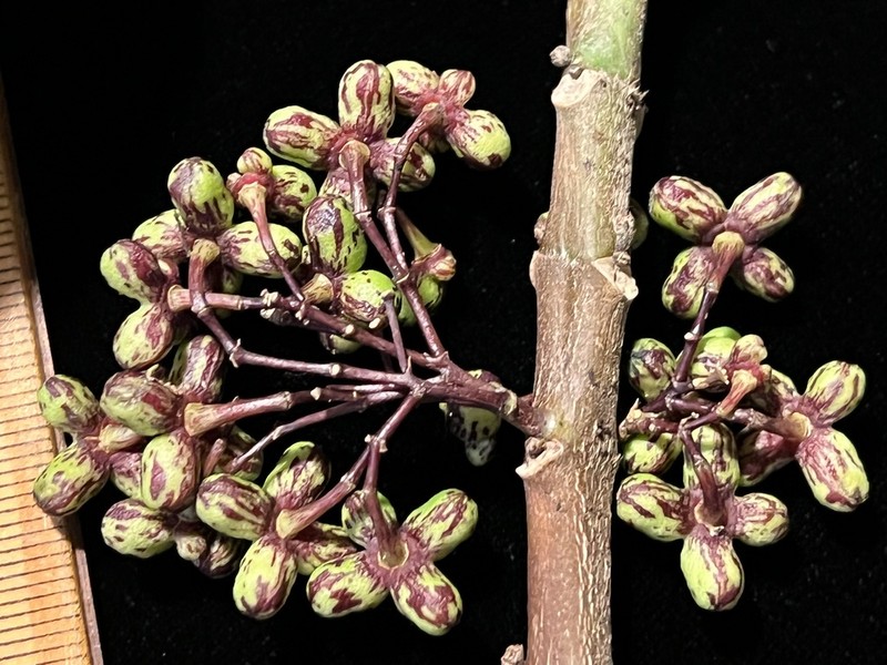 Melicope iolensis photo 4