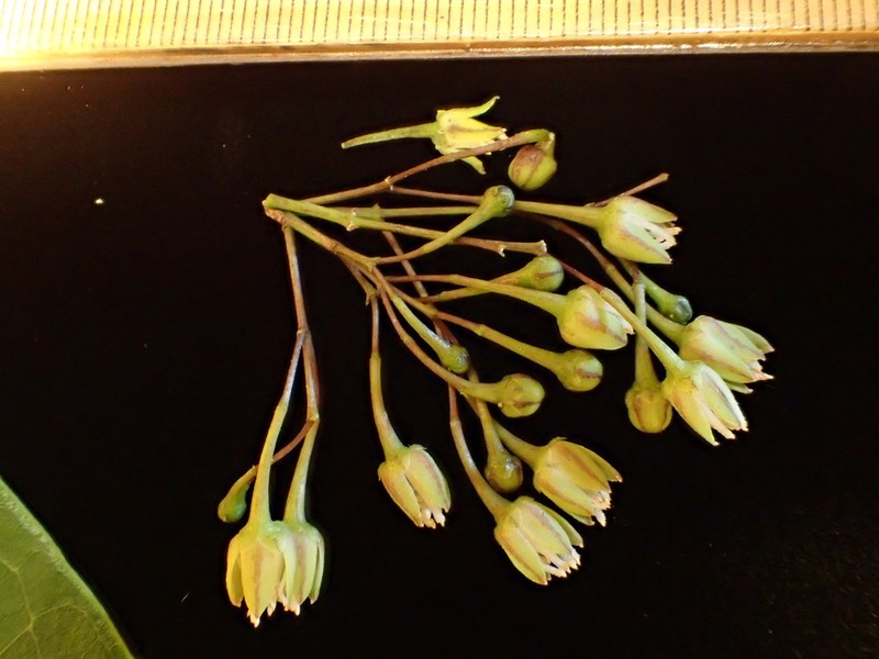 Melicope iolensis photo 5