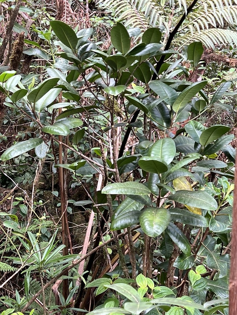 Melicope iolensis photo 6