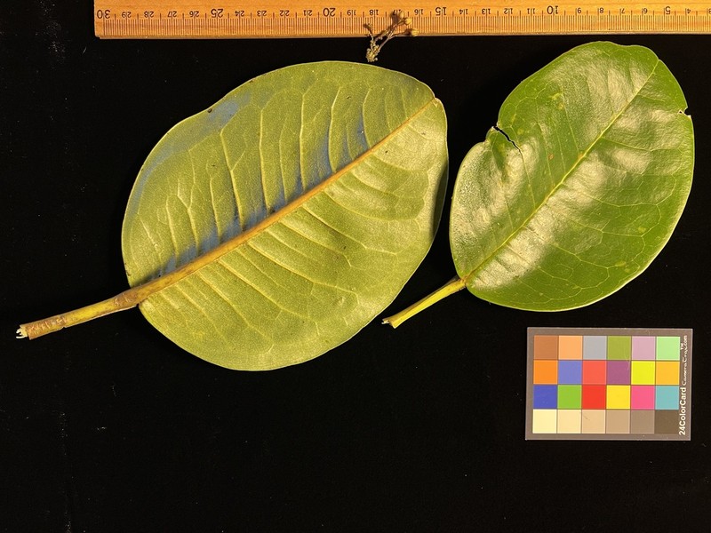 Melicope iolensis photo 7