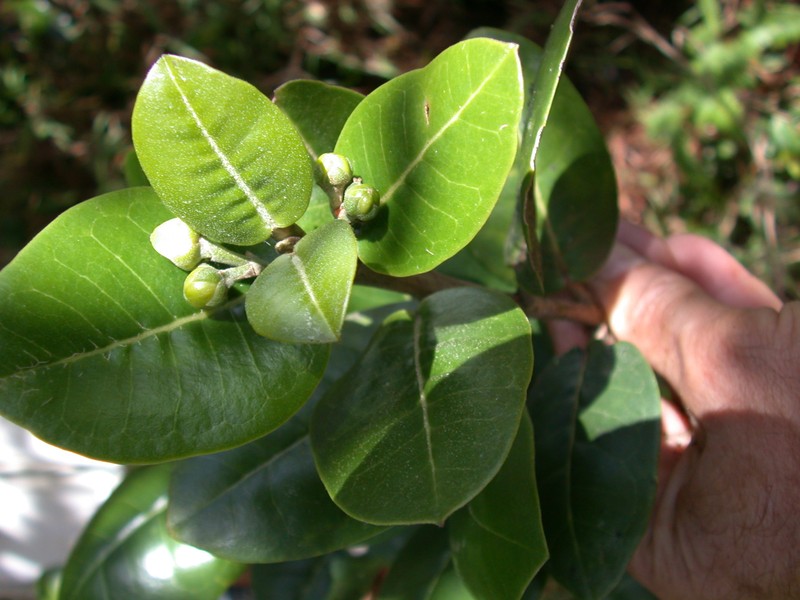 Kaala Melicope photo 2