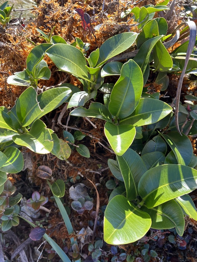 Kauai Melicope