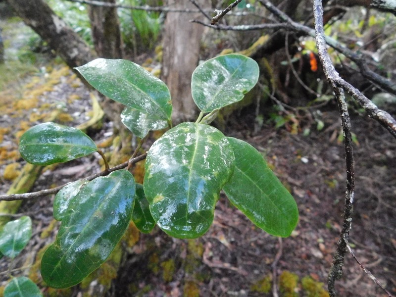 Kauai Melicope photo 2