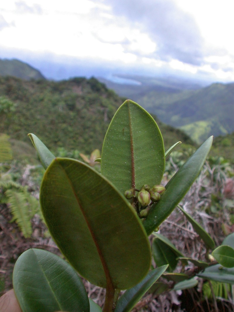 Kauai Melicope photo 3