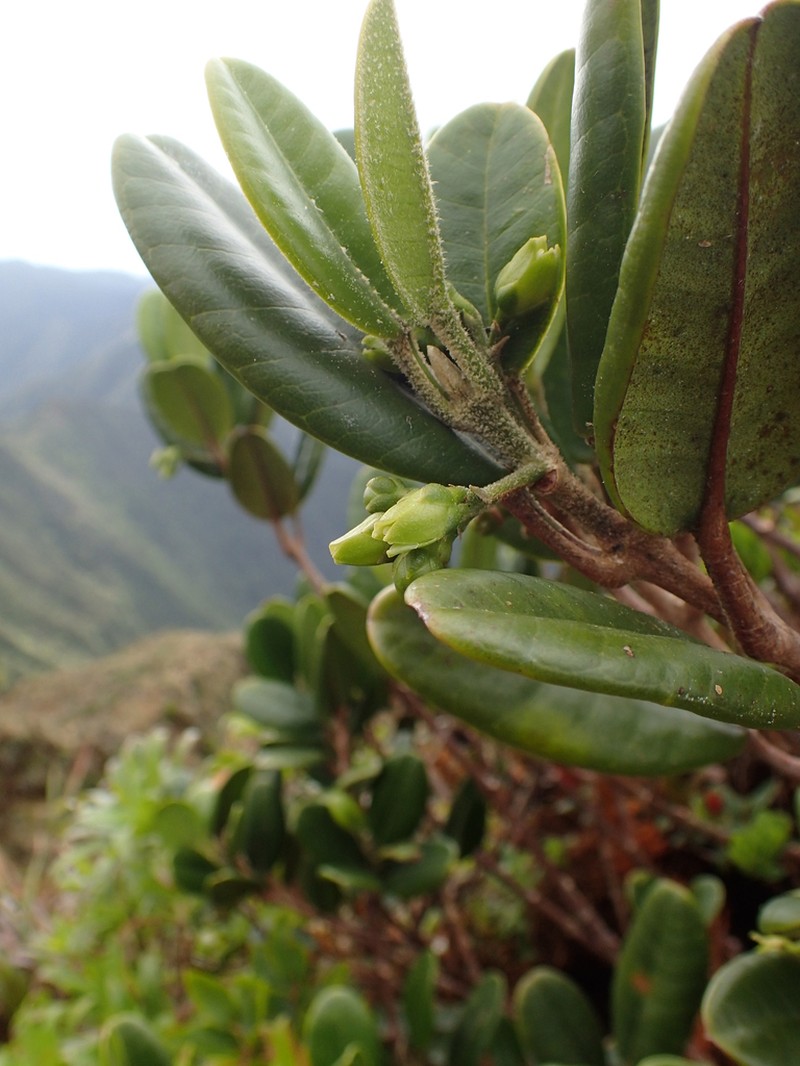 Kauai Melicope photo 4