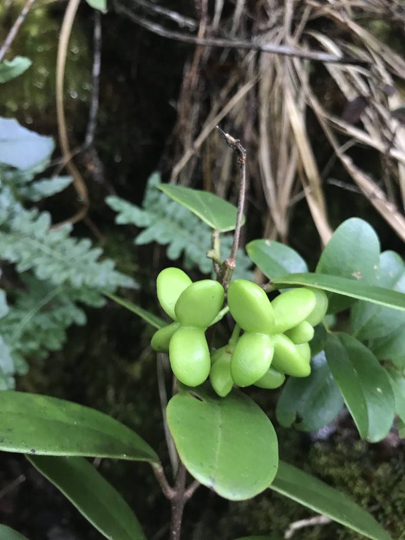 Kauai Melicope photo 5